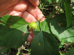 Crataegus pruinosa