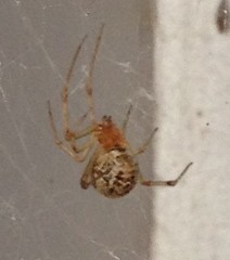 Parasteatoda tepidariorum