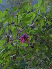 Passiflora loefgrenii