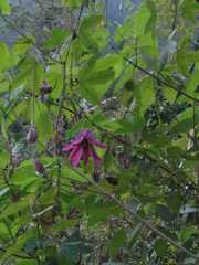 Passiflora loefgrenii