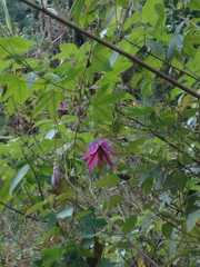 Passiflora loefgrenii