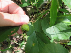 Crataegus pruinosa
