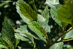 Alnus jorullensis