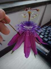 Passiflora loefgrenii