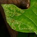Phyllocnistis liriodendronella - Photo 由 Jason M Crockwell 所上傳的 (c) Jason M Crockwell，保留部份權利CC BY-NC-ND
