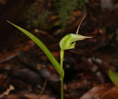 Pterostylis agathicola