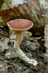 Phylloporus bellus