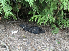 Corvus brachyrhynchos caurinus