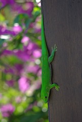 Phelsuma kochi