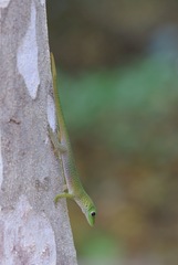 Phelsuma kochi