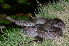 Madagascarophis colubrinus