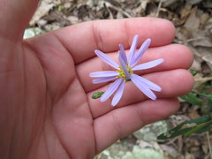 Symphyotrichum laeve concinnum