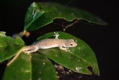 Lygodactylus tolampyae