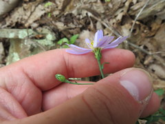 Symphyotrichum laeve concinnum