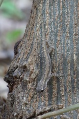 Lygodactylus tolampyae