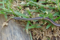 Dromicodryas bernieri