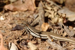 Trachylepis elegans