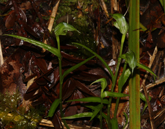 Pterostylis agathicola