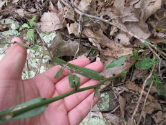 Symphyotrichum laeve concinnum