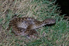 Madagascarophis colubrinus