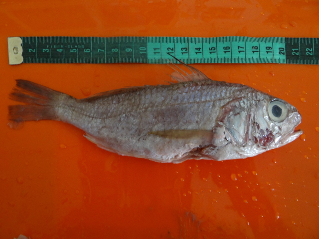 Peruvian barbeled drum (Ctenosciaena peruviana) — Sciaenidae