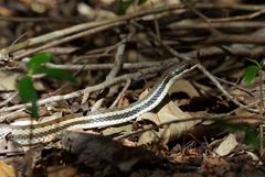 Dromicodryas bernieri