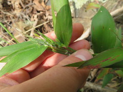 Dichanthelium boscii