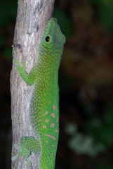 Phelsuma kochi