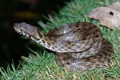 Madagascarophis colubrinus