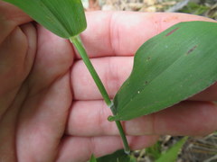 Dichanthelium boscii
