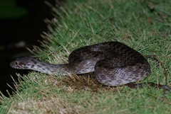 Madagascarophis colubrinus