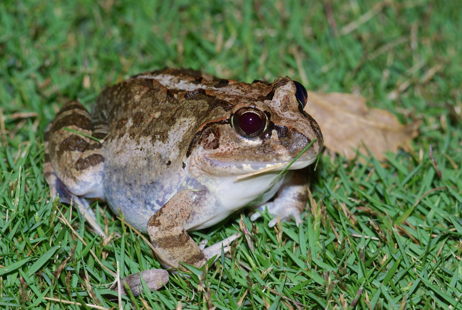 Laliostoma labrosum (Cope, 1868)