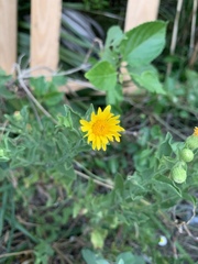 Rayjacksonia phyllocephala