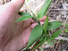 Dichanthelium boscii