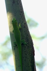 Phelsuma kochi