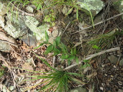 Dichanthelium boscii