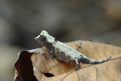 Brookesia stumpffi