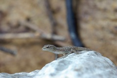Lygodactylus expectatus