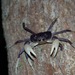 Malagasy Freshwater Crabs - Photo (c) John Sullivan, some rights reserved (CC BY-NC), uploaded by John Sullivan