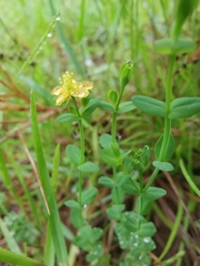 Hypericum japonicum