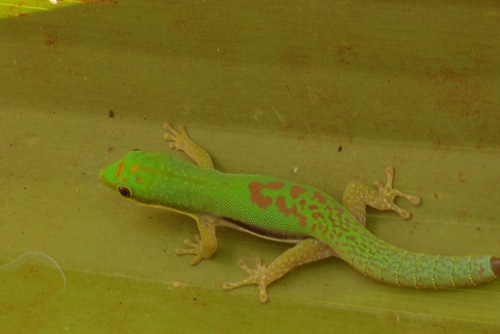 Small Lined Day Gecko