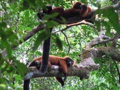 Varecia rubra