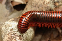 Aphistogoniulus erythrocephalus