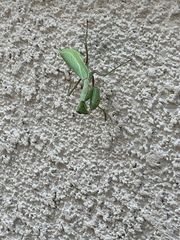 Mantidae