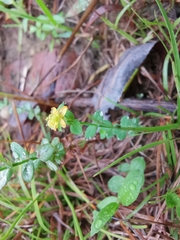 Hypericum japonicum