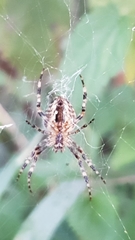 Araneus diadematus