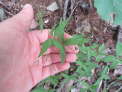 Galium latifolium