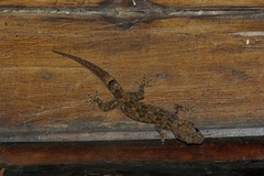 Hemidactylus mercatorius
