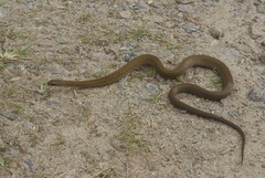 Thamnosophis infrasignatus