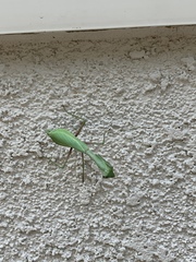 Mantidae